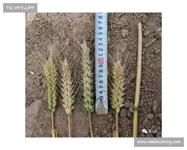 小麦国家队表现强劲能否延续其竞技优势与稳定性分析